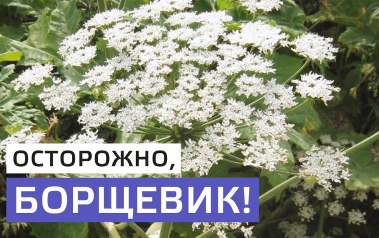Осторожно Борщевик!.
